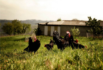 Une vraie poule de luxe