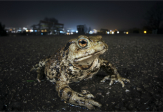 Pourquoi 2018 sera l'année du crapaud